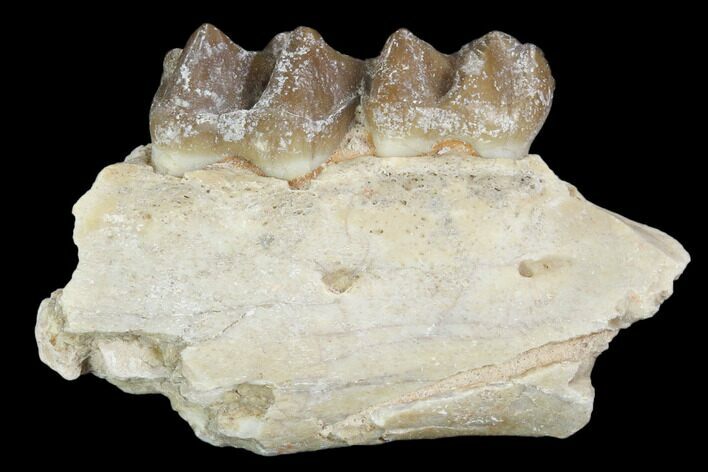 Oligocene Horse (Mesohippus) Jaw Section #101865